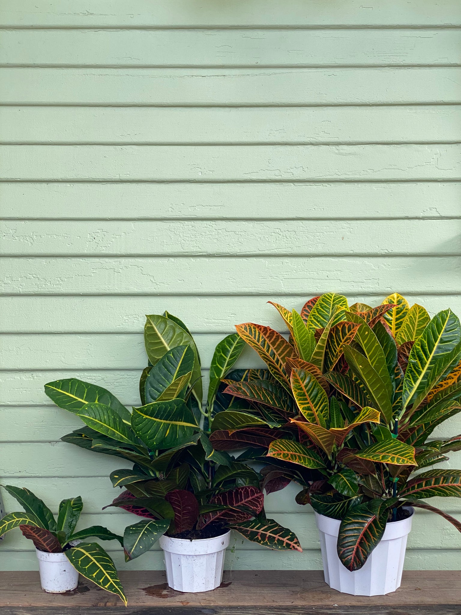 croton petra house plant Codiaeum variegatum | Croton Petra