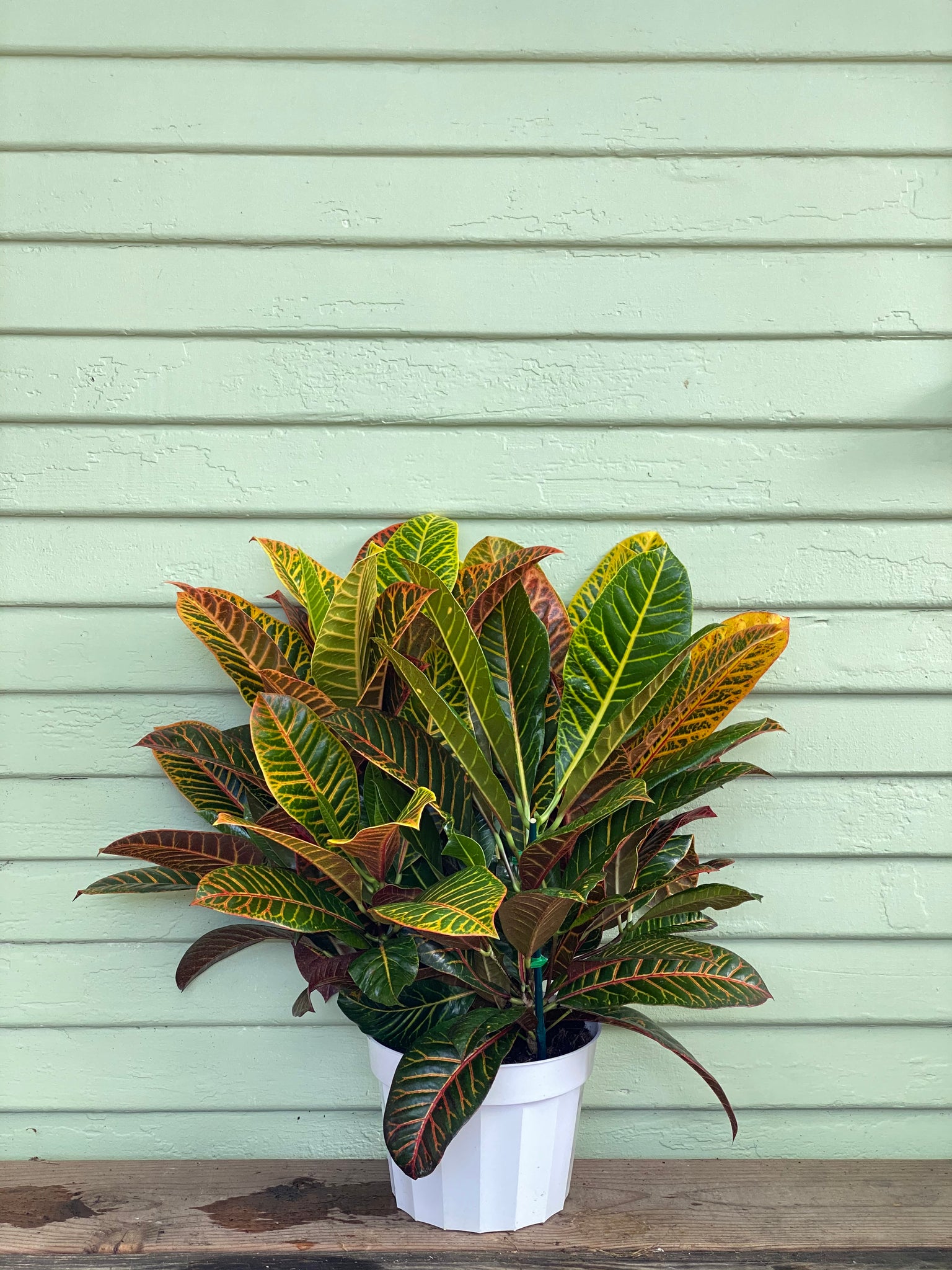 croton mammy toxic to dogs Codiaeum variegatum | Croton Petra
