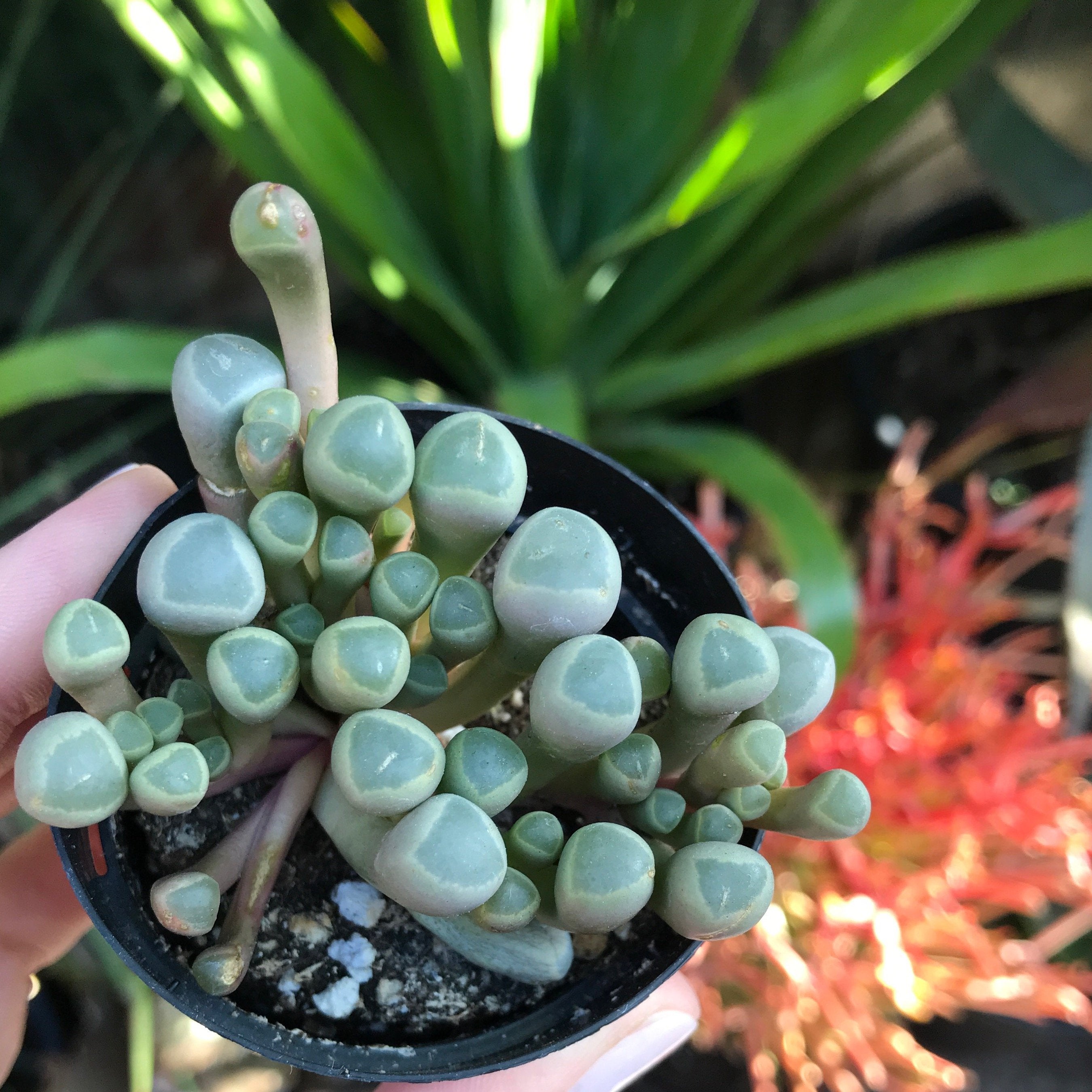 Baby Toes – Mickey Hargitay Plants