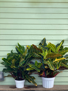 Croton Oak Leaf - Mickey Hargitay Plants