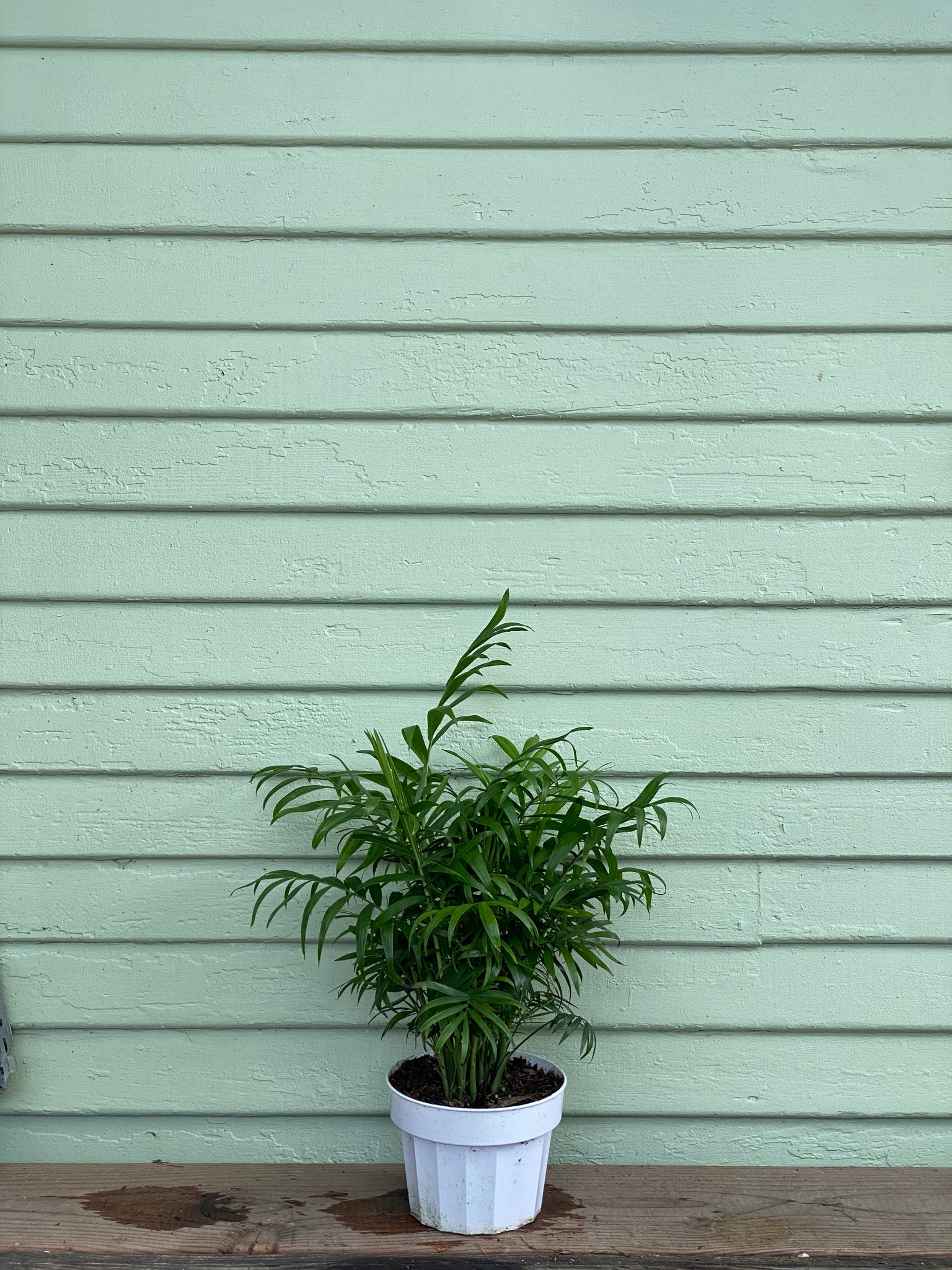 neanthe bella palm plant Chamaedorea elegans | Neanthe Bella Palm