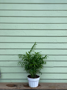 Neanthe Bella Palm - Mickey Hargitay Plants