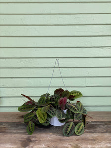 order prayer plant Maranta Red Prayer Plant