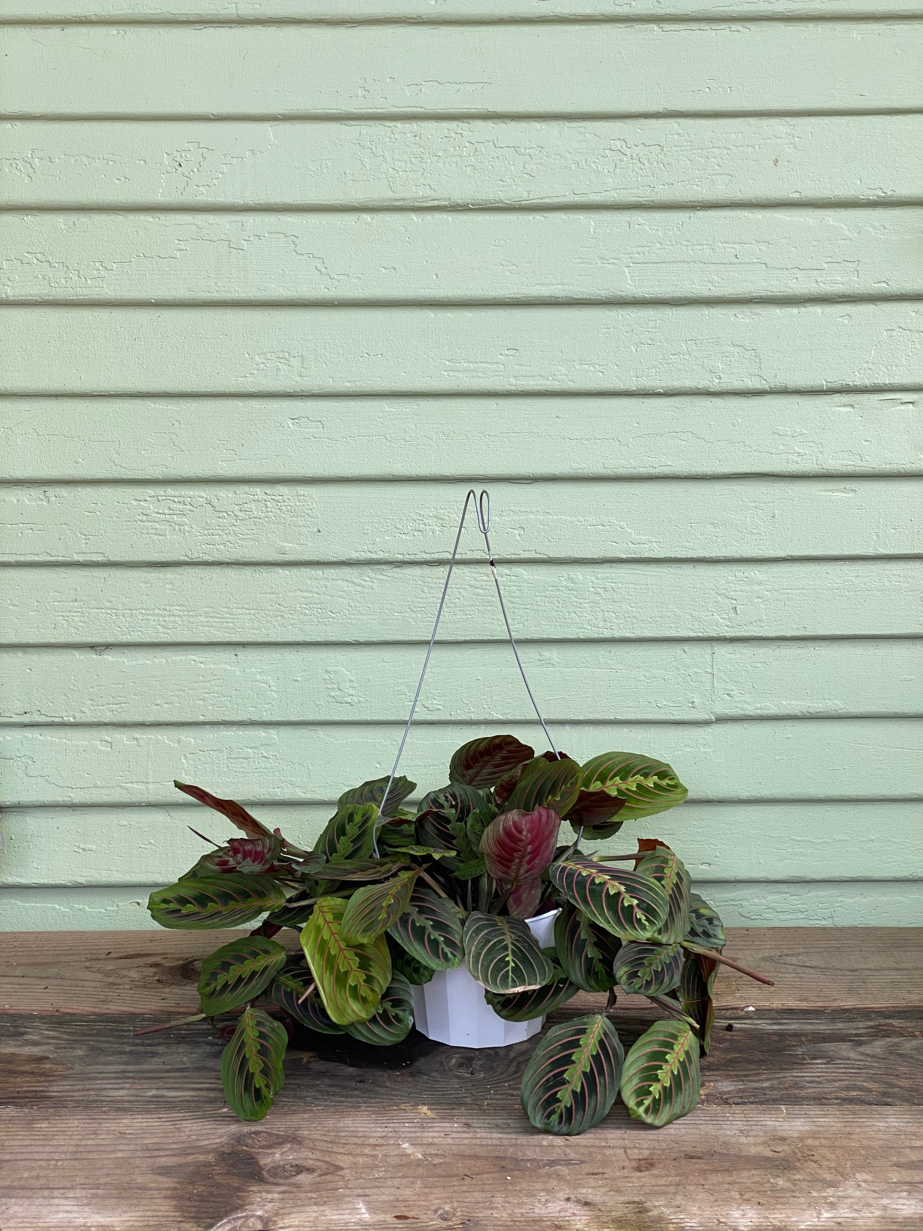 hirt's red prayer plant Maranta Red Prayer Plant (Regular)