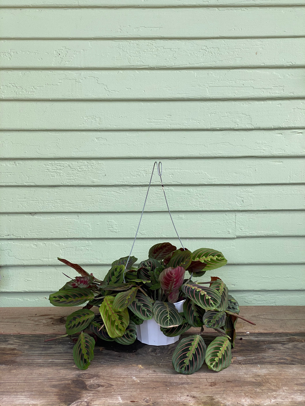 climbing prayer plant Maranta Red Prayer Plant (Regular)