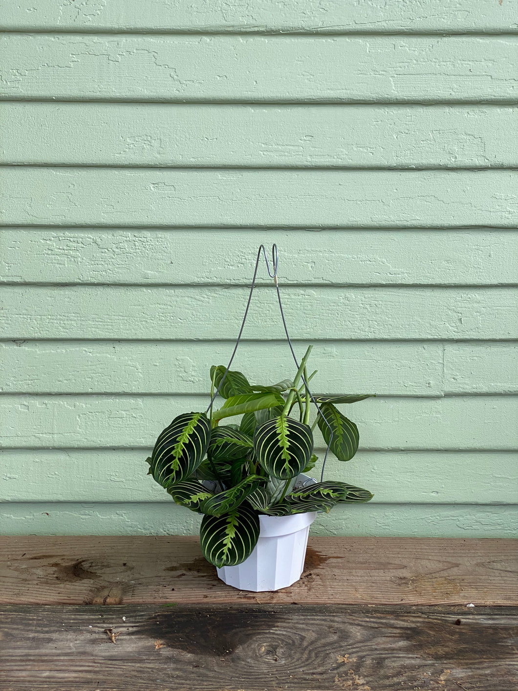 maranta prayer plant lemon lime Maranta leuconeura 'Lemon Lime'