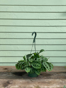 prayer plants for sale Maranta Green Prayer Plant