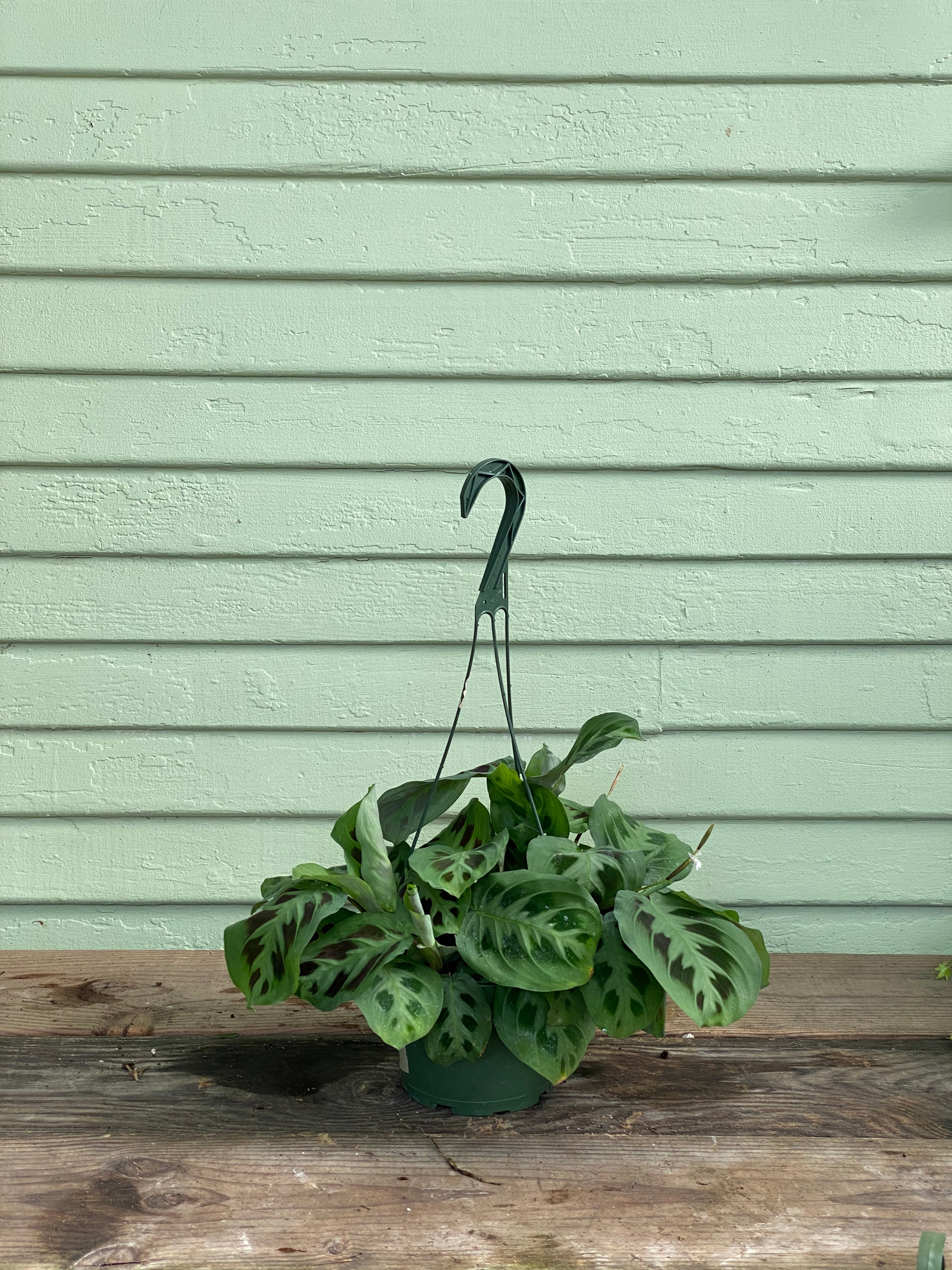 prayer plant order Maranta