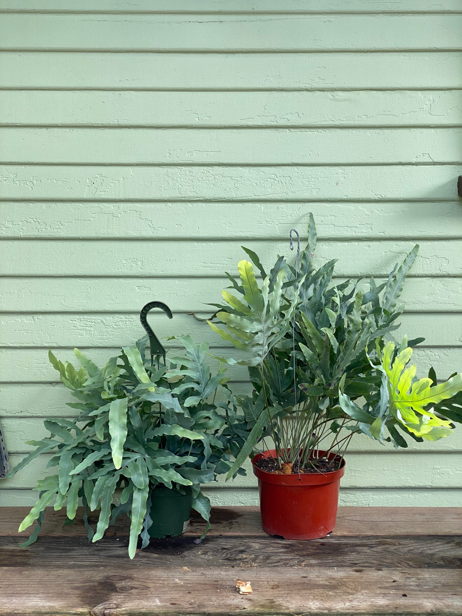 blue star fern hanging Phlebodium aureum | Blue Star Fern