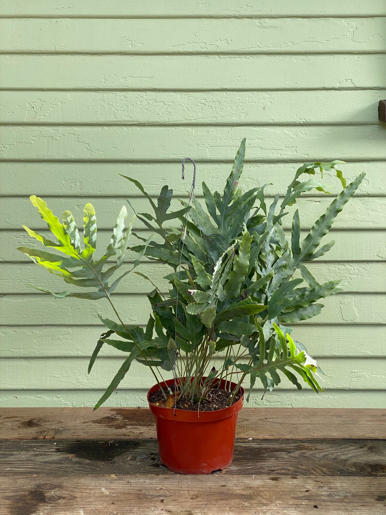 blue star fern fungu Phlebodium aureum | Blue Star Fern