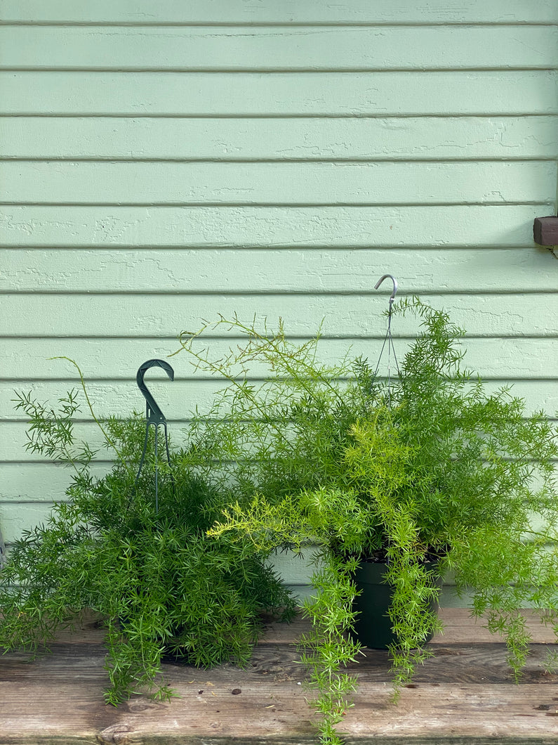 Fern - Asparagus Sprengeri - Mickey Hargitay Plants