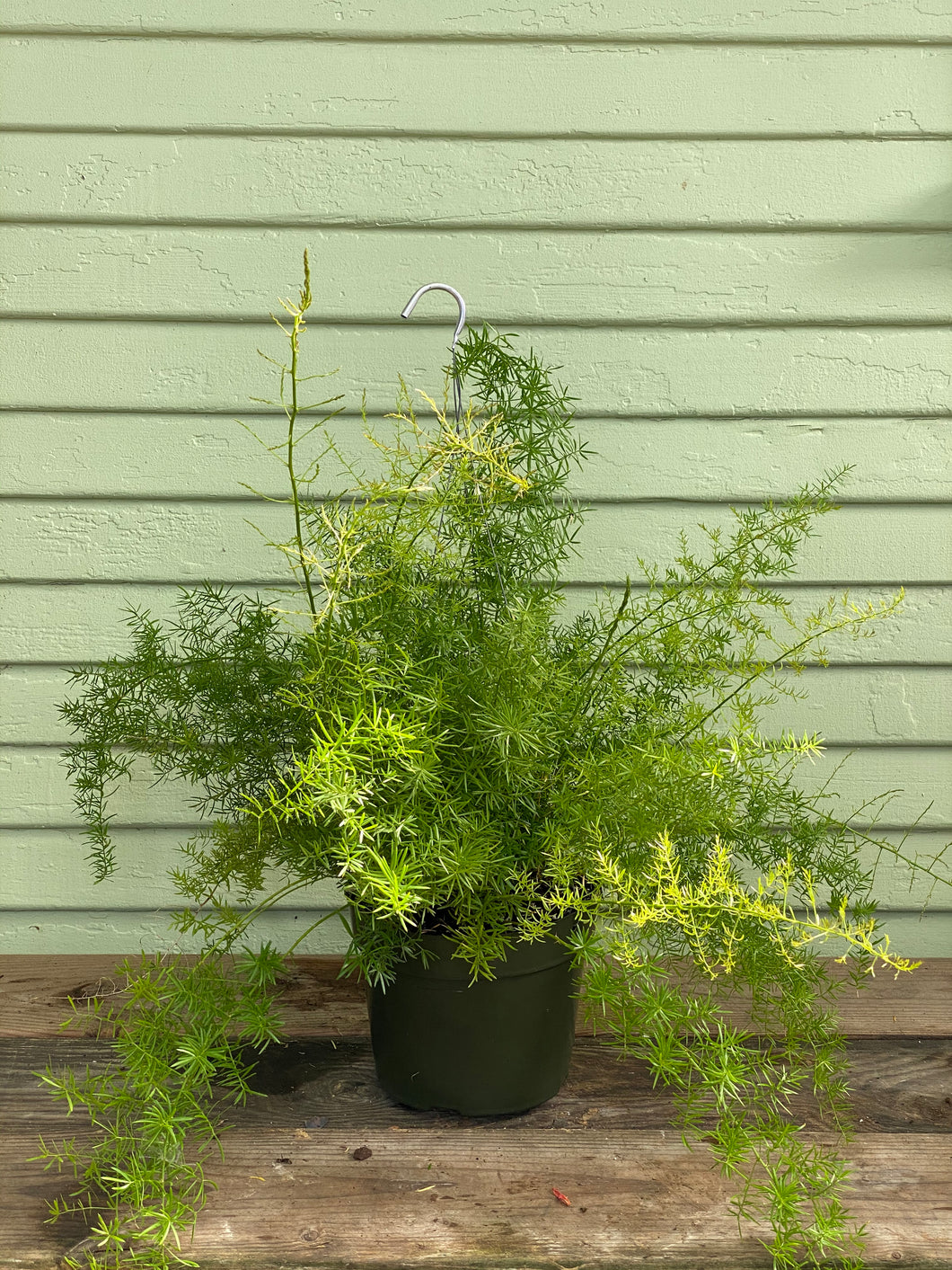 Fern - Asparagus Sprengeri - Mickey Hargitay Plants