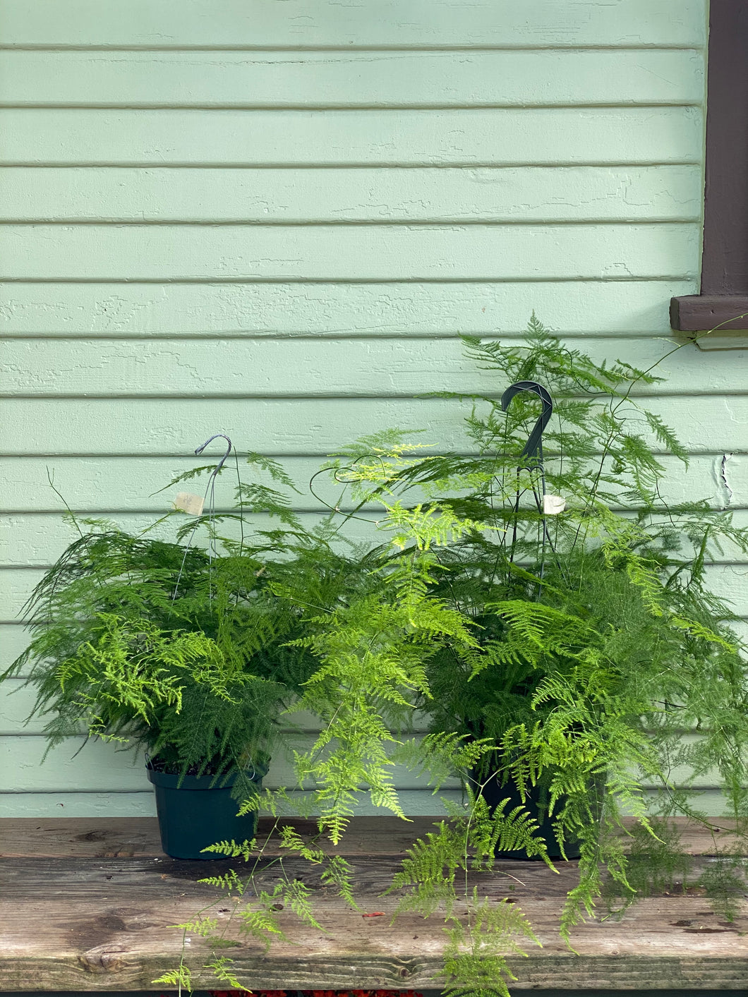 succulent asparagus Asparagus densiflorus | Fern Plumosa