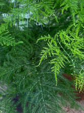 Load image into Gallery viewer, Fern - Asparagus Plumosa - Mickey Hargitay Plants