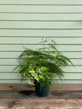 Load image into Gallery viewer, Fern - Asparagus Plumosa - Mickey Hargitay Plants