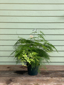 Fern - Asparagus Plumosa - Mickey Hargitay Plants