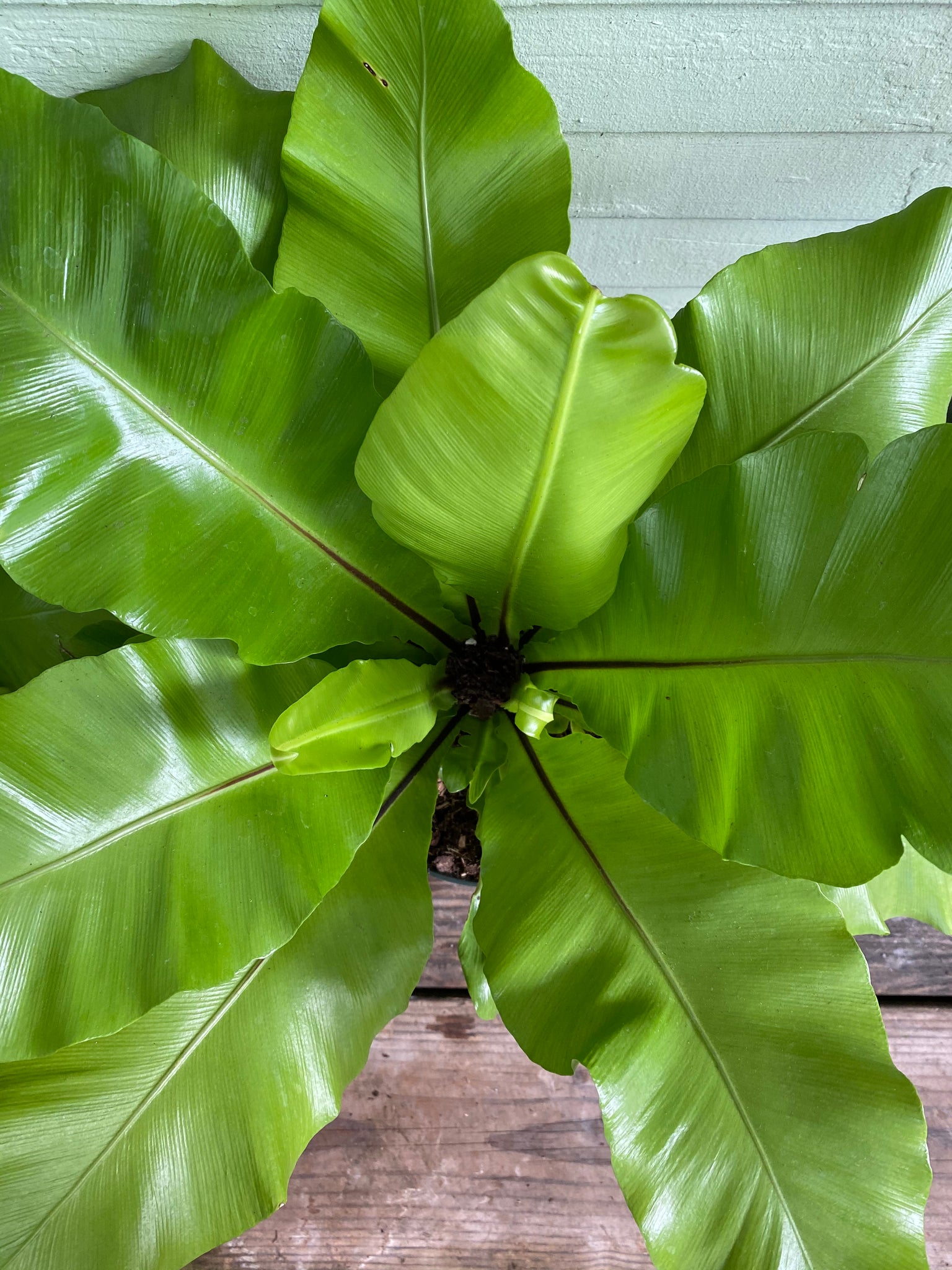 curly leaf bird's nest fern Asplenium nidus | Bird's Nest Fern