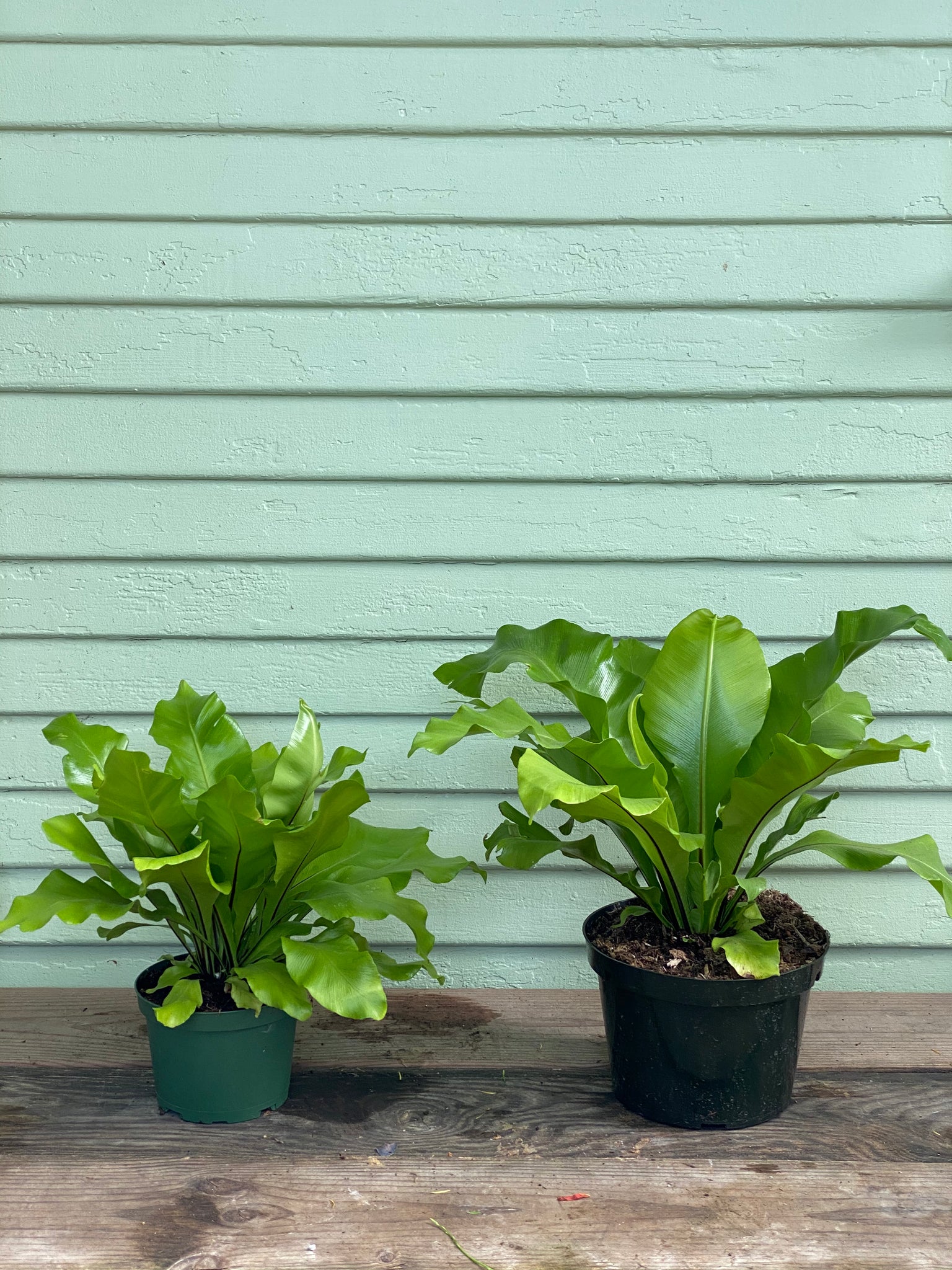 bird's nest fern where to buy Bird's Nest Fern - Asplenium nidus - Easy House Plant