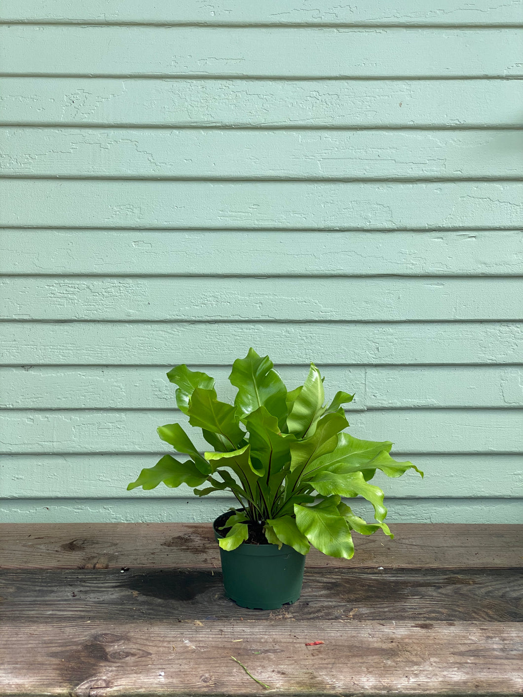 Fern - Bird's Nest - Mickey Hargitay Plants
