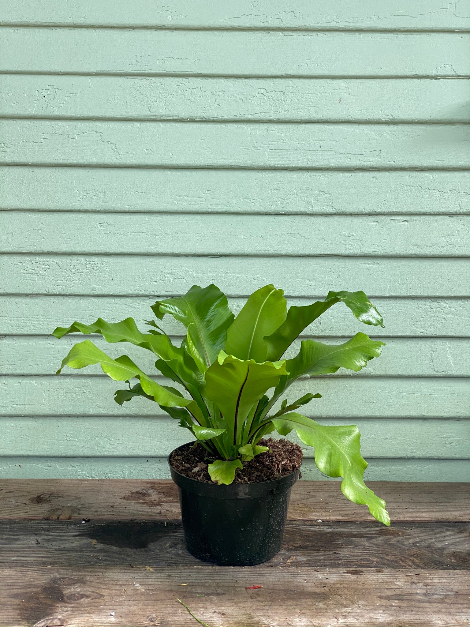 bird's nest fern brown tips Asplenium nidus | Bird's Nest Fern