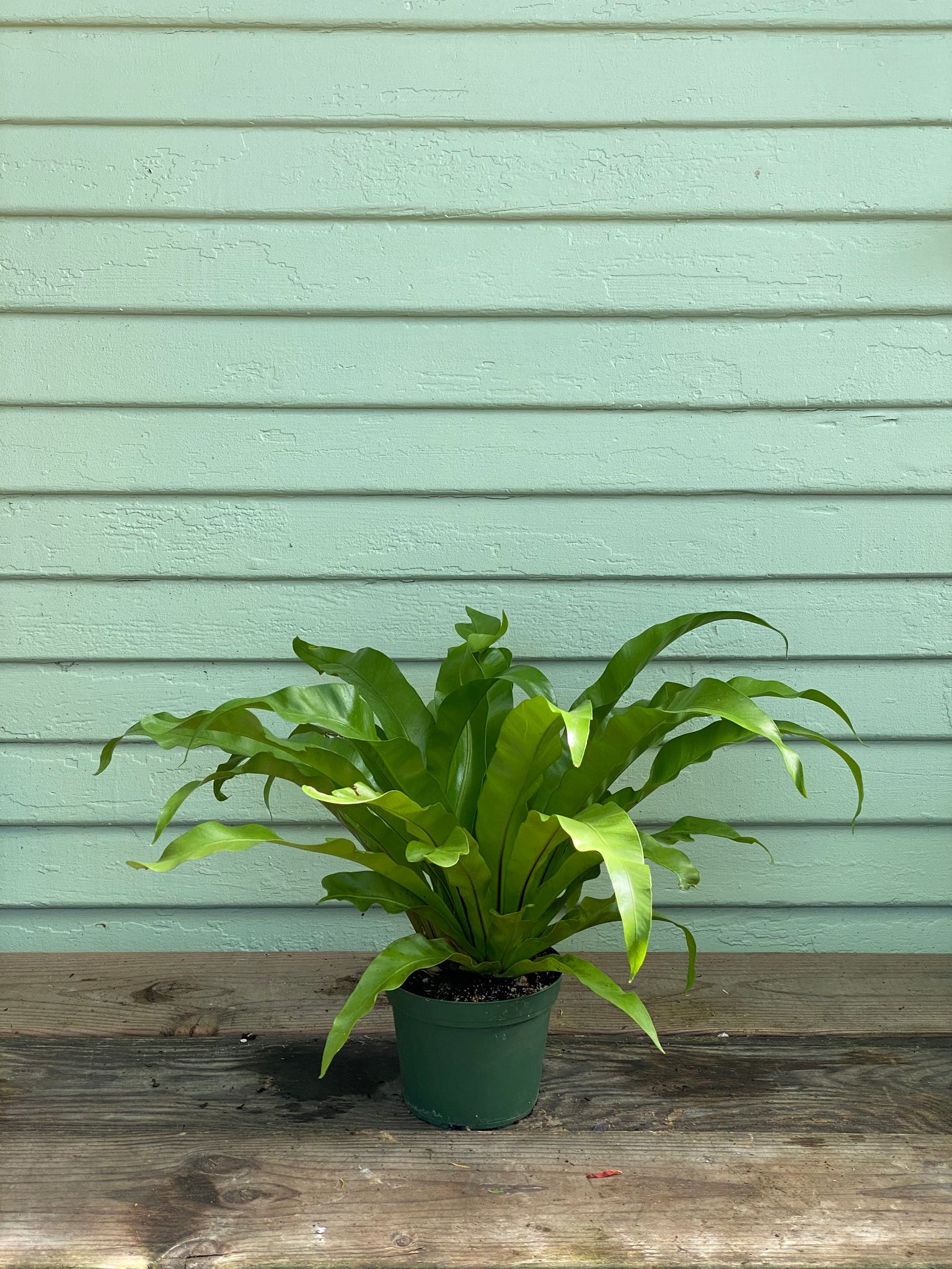 birds nest fern buy Asplenium nidus | Japanese Bird's Nest Fern