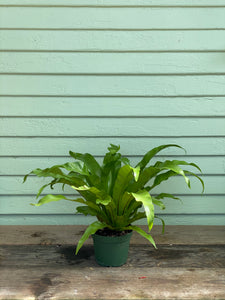 birds nest fern house plant Asplenium nidus | Japanese Bird's Nest Fern