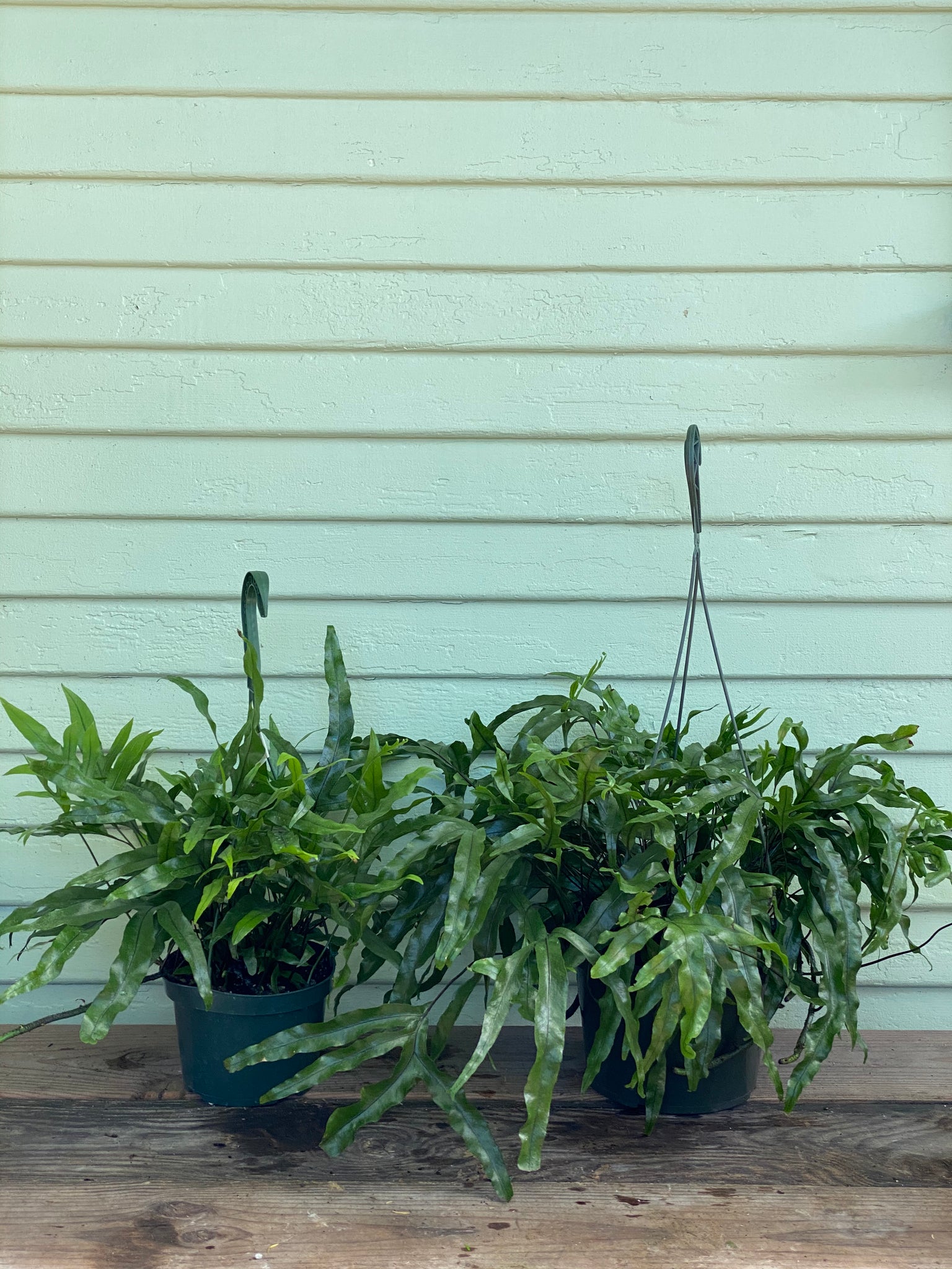 kangaroo paw indoor plant Microsorum diversifolium | Kangaroo Paw Fern
