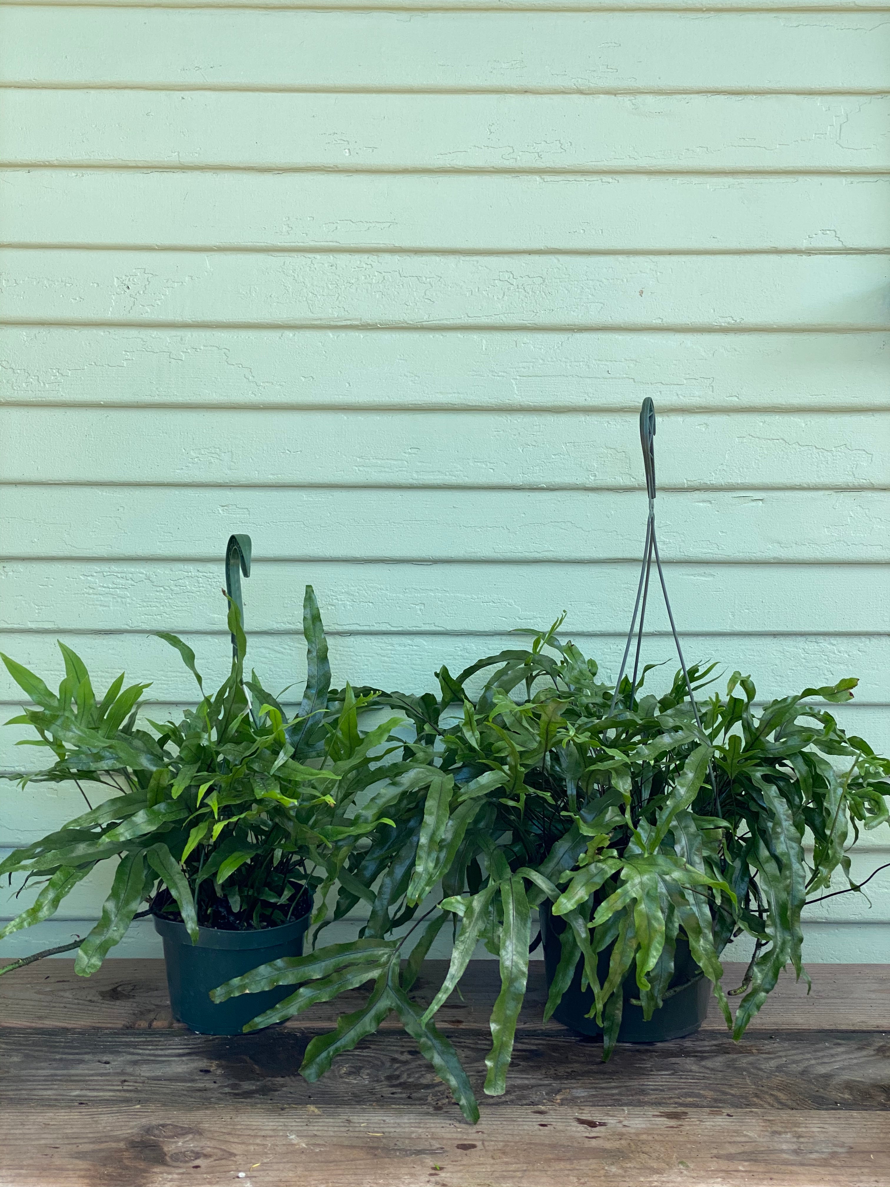 blue star fern vs kangaroo paw fern Microsorum diversifolium | Kangaroo Paw Fern