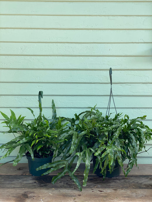 Fern - Kangaroo Paw - Mickey Hargitay Plants