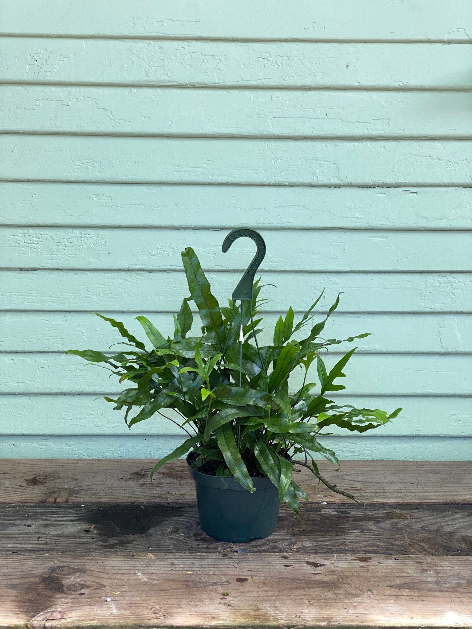 blue star fern vs kangaroo paw fern Microsorum diversifolium | Kangaroo Paw Fern