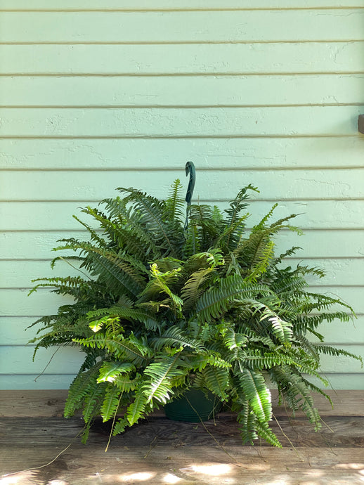 Fern - Jester's Crown - Mickey Hargitay Plants