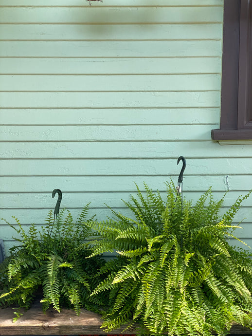 Fern - Boston - Mickey Hargitay Plants