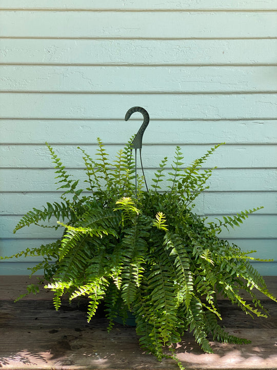 Boston Fern (Nephrolepis exaltata) 9 Fern - Boston
