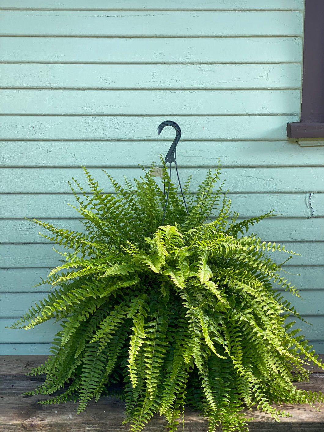 Fern - Boston - Mickey Hargitay Plants