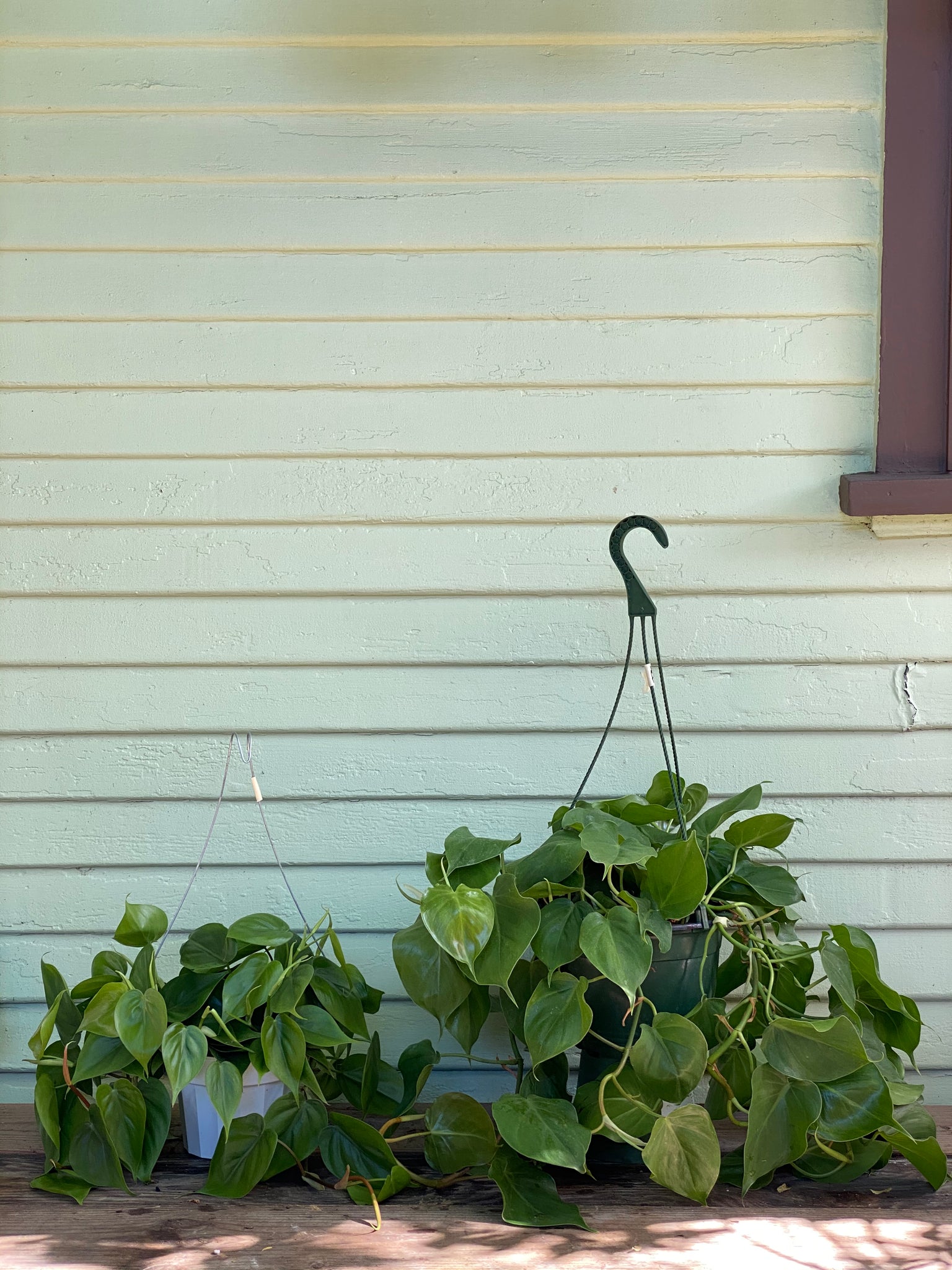 philodendron scandens ssp oxycardium Scandens Oxycardium | Sweetheart Philodendron