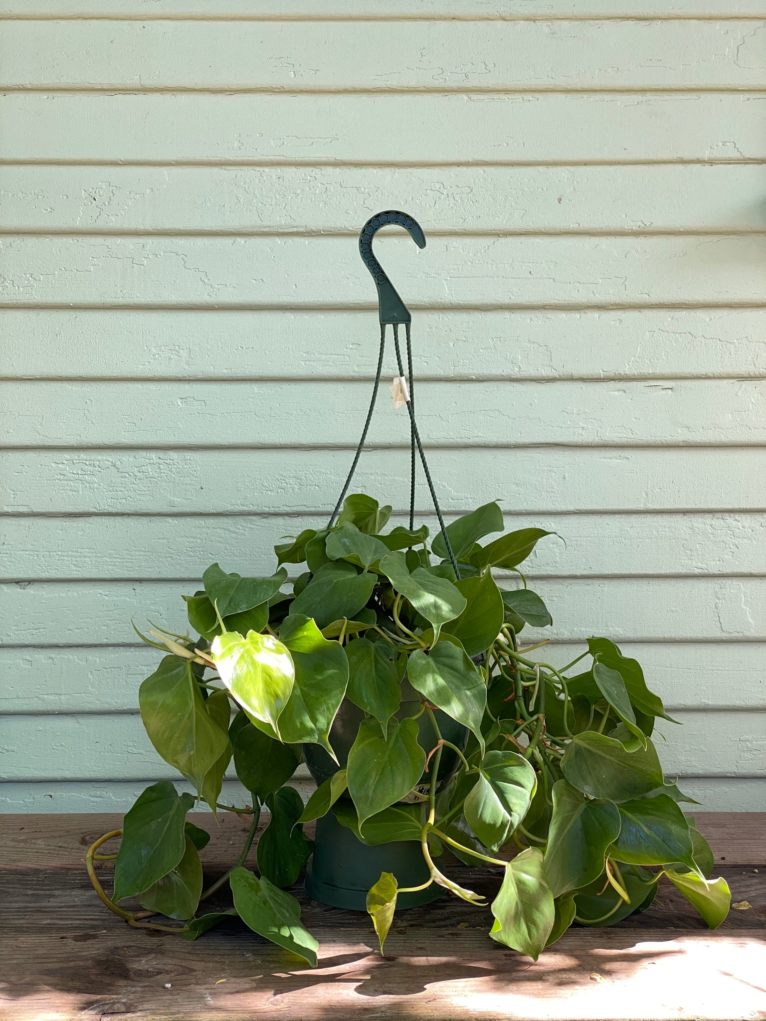 philodendron cordatum hanging Scandens Oxycardium | Sweetheart Philodendron