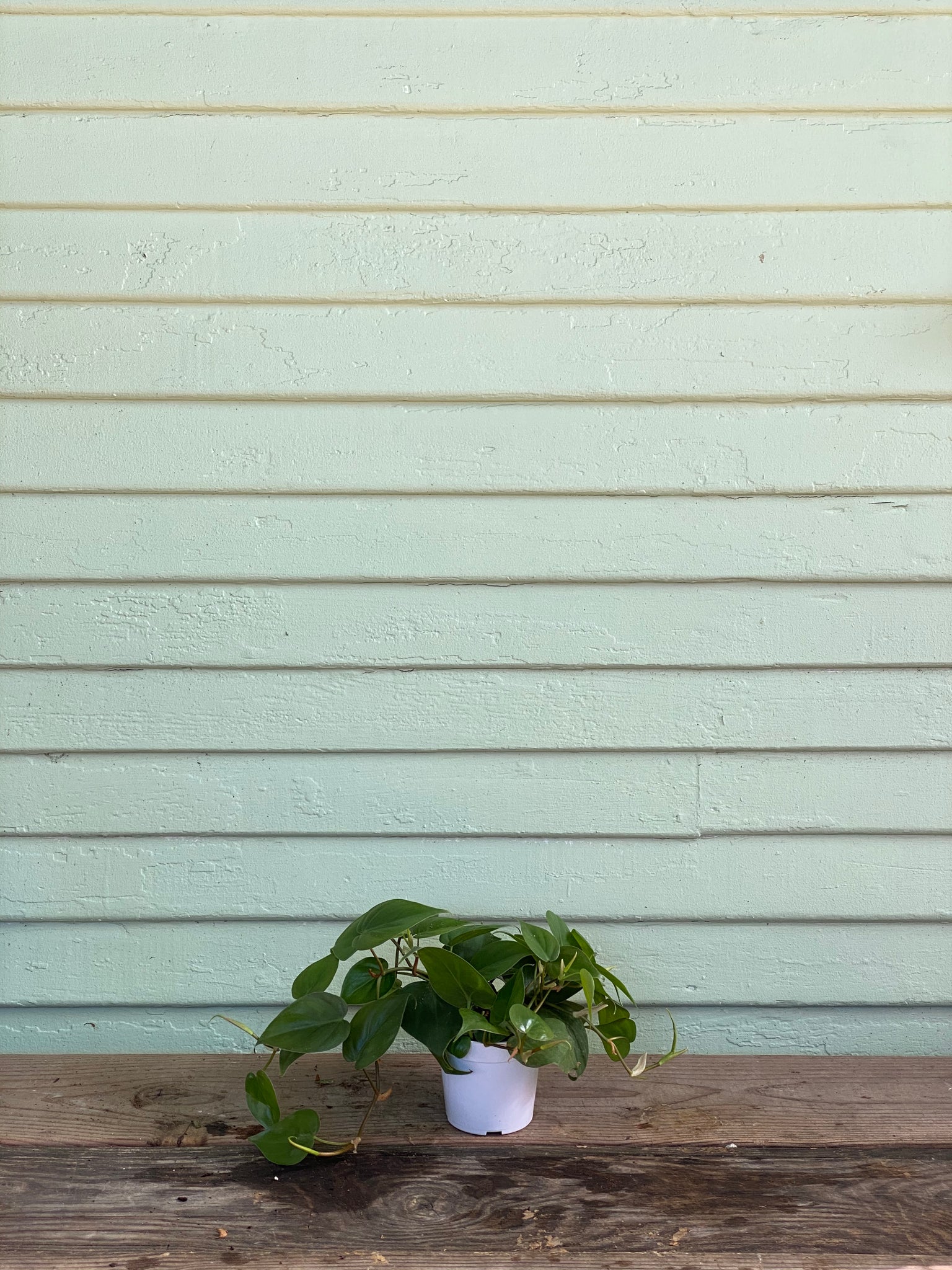 philodendron scandens ssp oxycardium Scandens Oxycardium | Sweetheart Philodendron