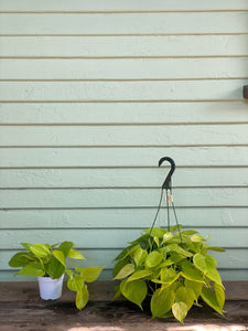 neon philodendron cordatum Philodendron Neon Cordatum – Mickey Hargitay Plants