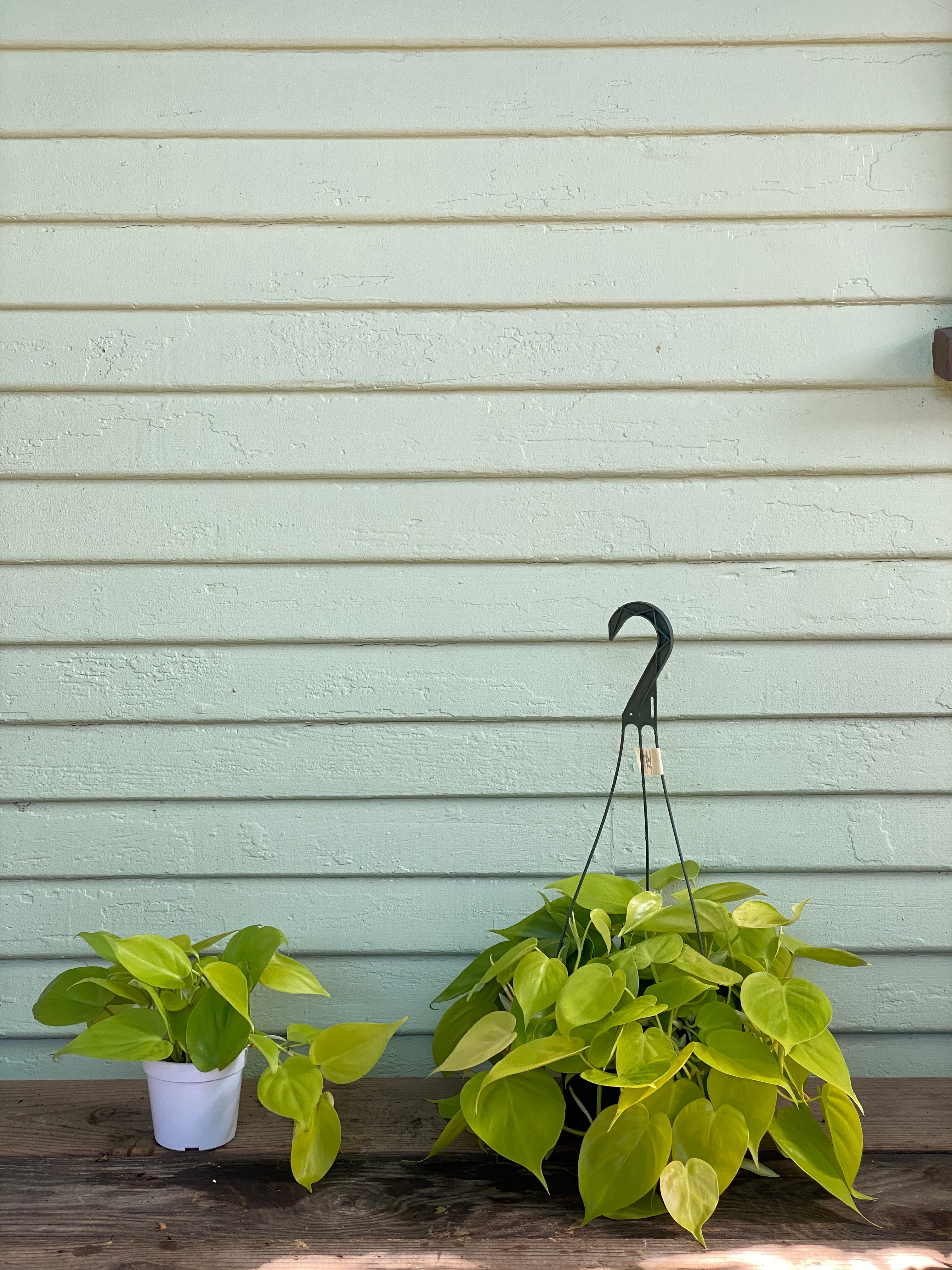 neon philodendron for sale Philodendron Neon Cordatum – Mickey Hargitay Plants