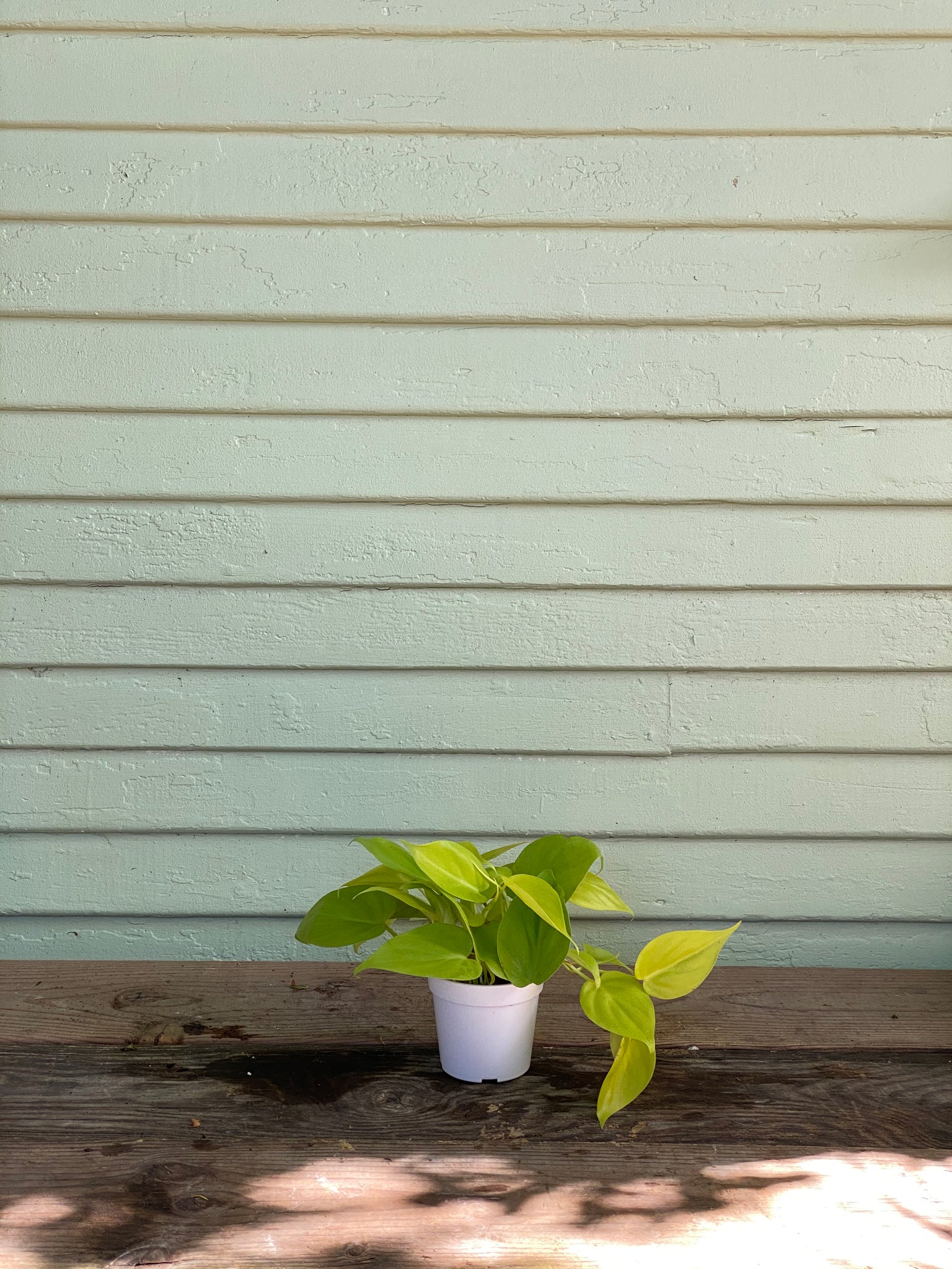 philodendron neon plant Philodendron Neon Cordatum – Mickey Hargitay Plants