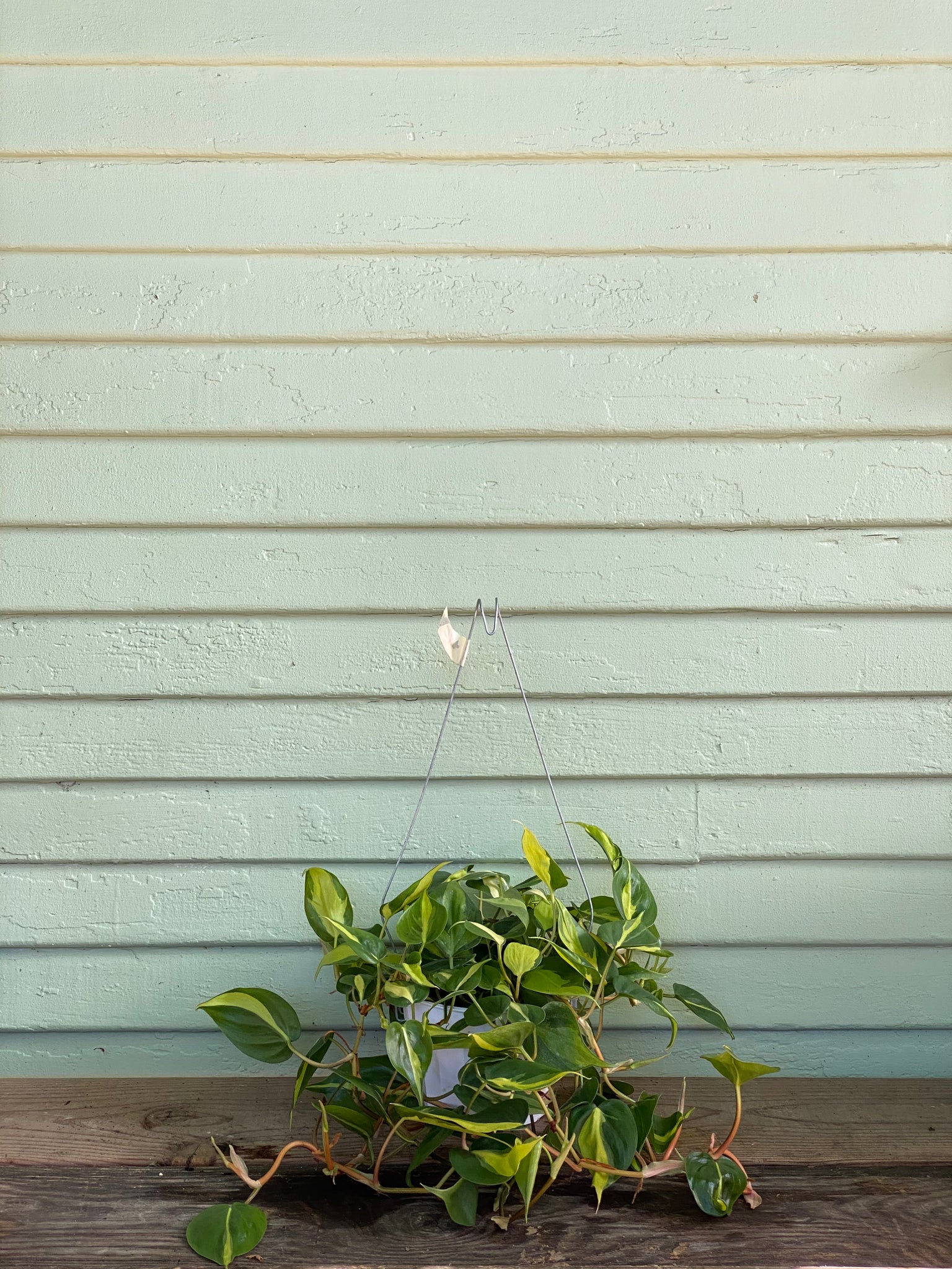 philodendron hederaceum brasil wall Philodendron Hederaceum