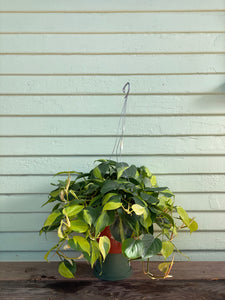 large philodendron brasil Philodendron Hederaceum
