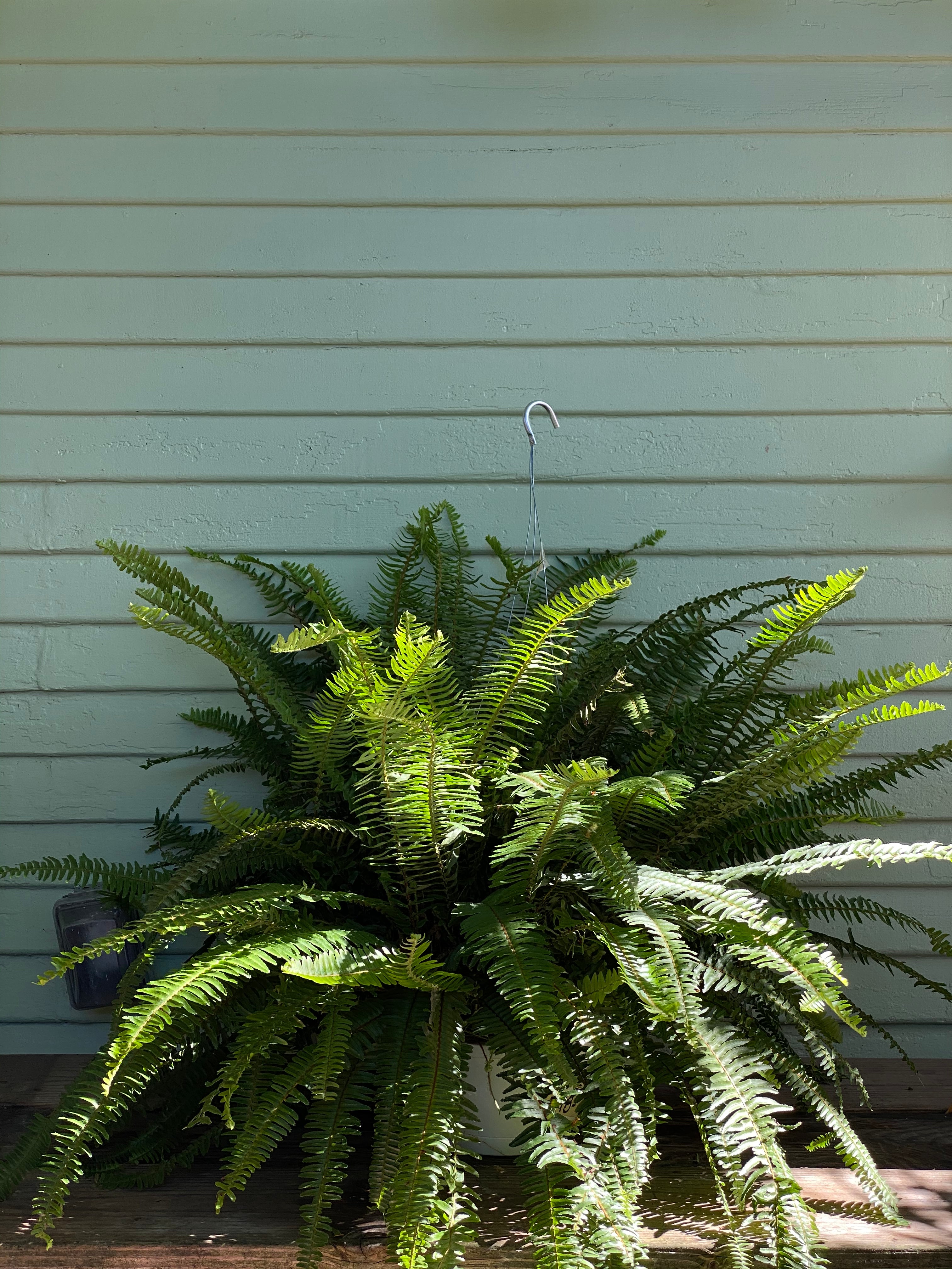 Nephrolepis obliterata | Kimberly Queen Fern | Mickey Hargitay Plants