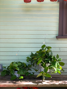 Green Queen Pothos - Mickey Hargitay Plants