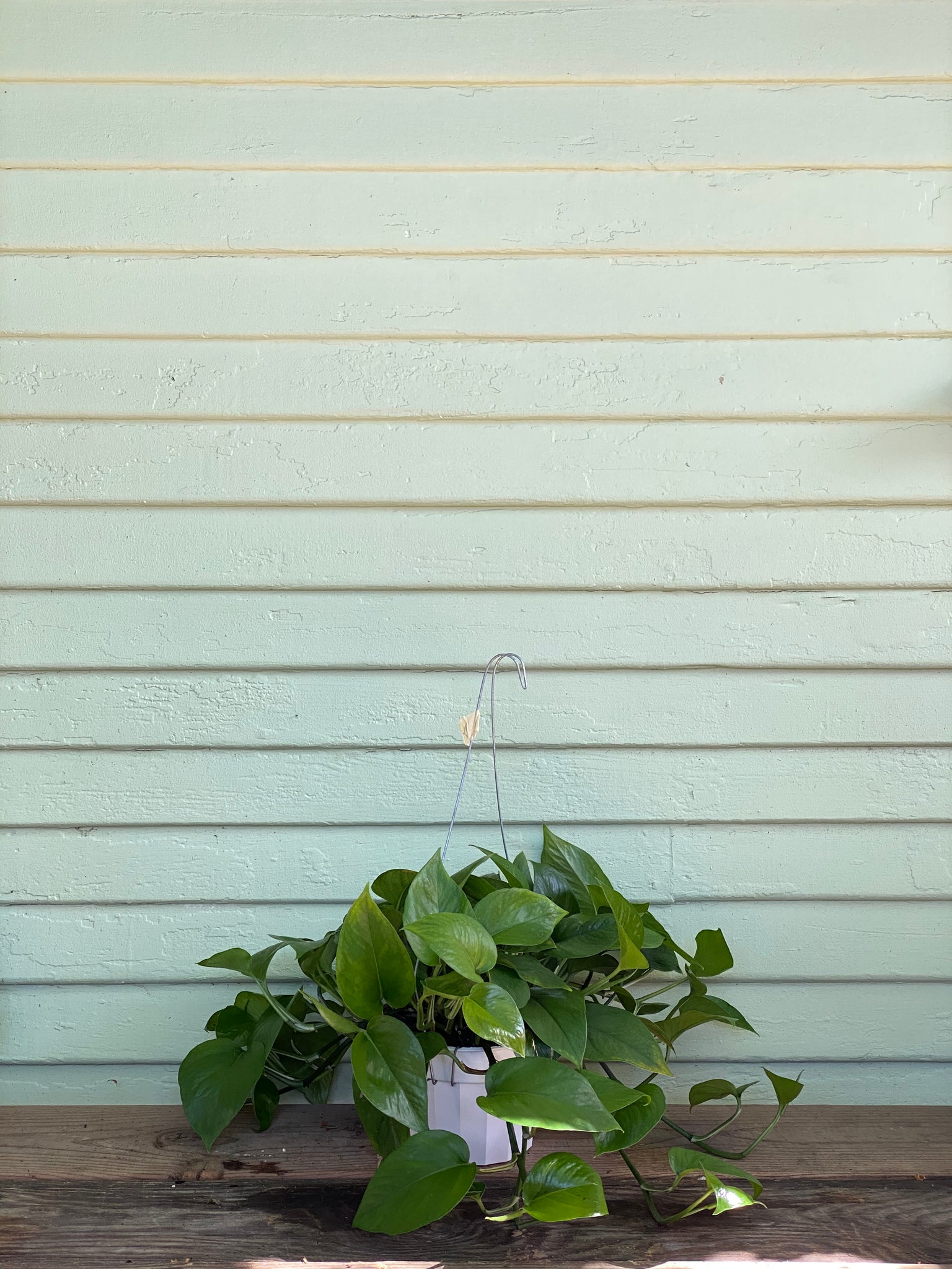pothos green queen Epipremnum aureum | Green Queen Pothos