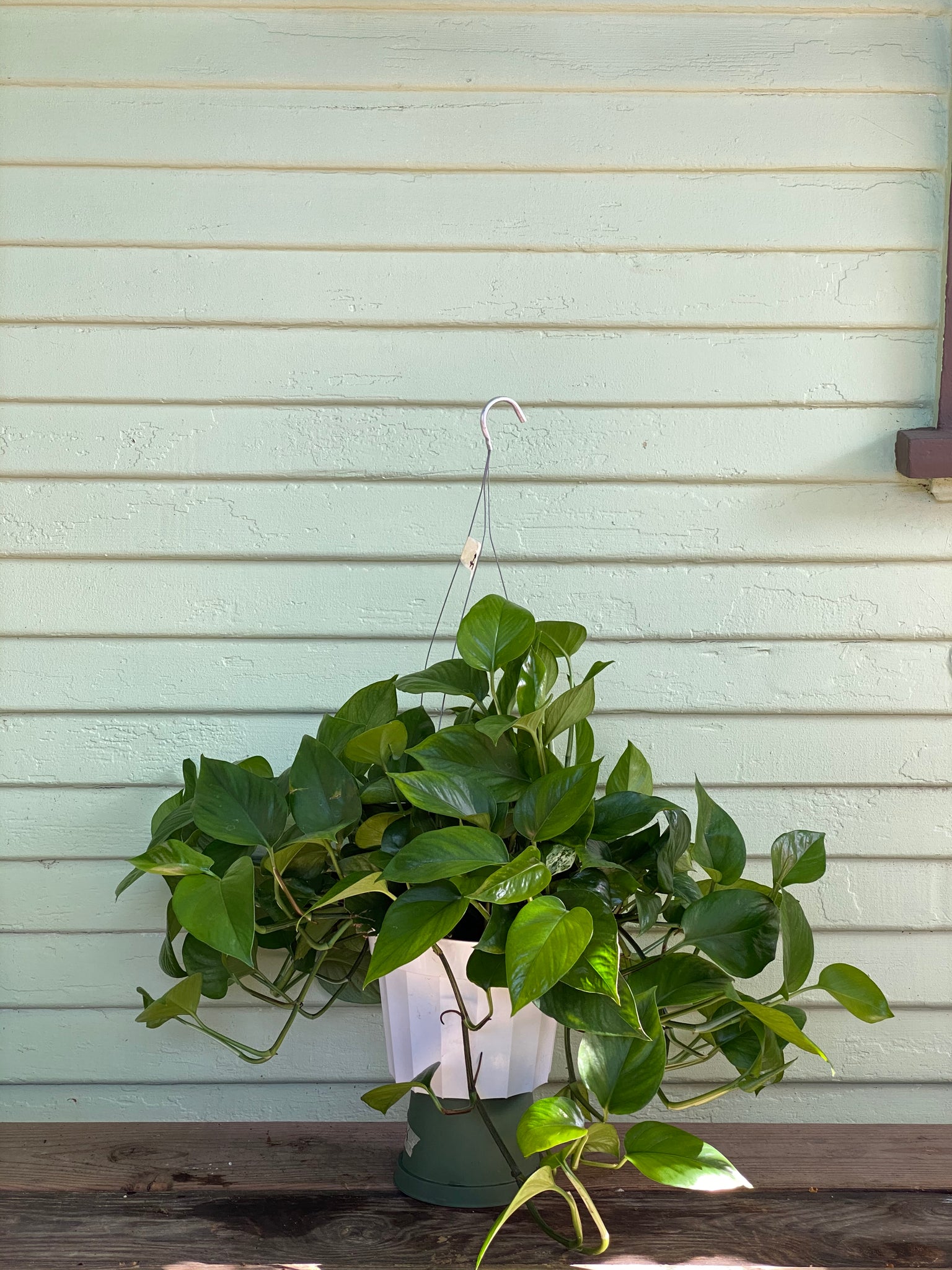 pothos green queen Epipremnum aureum | Green Queen Pothos