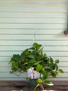 green queen pothos Epipremnum aureum | Green Queen Pothos