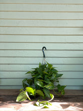 Load image into Gallery viewer, Golden Pothos - Mickey Hargitay Plants