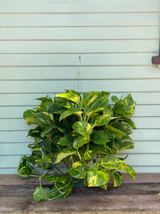 giant golden pothos Epipremnum aureum | Golden Pothos