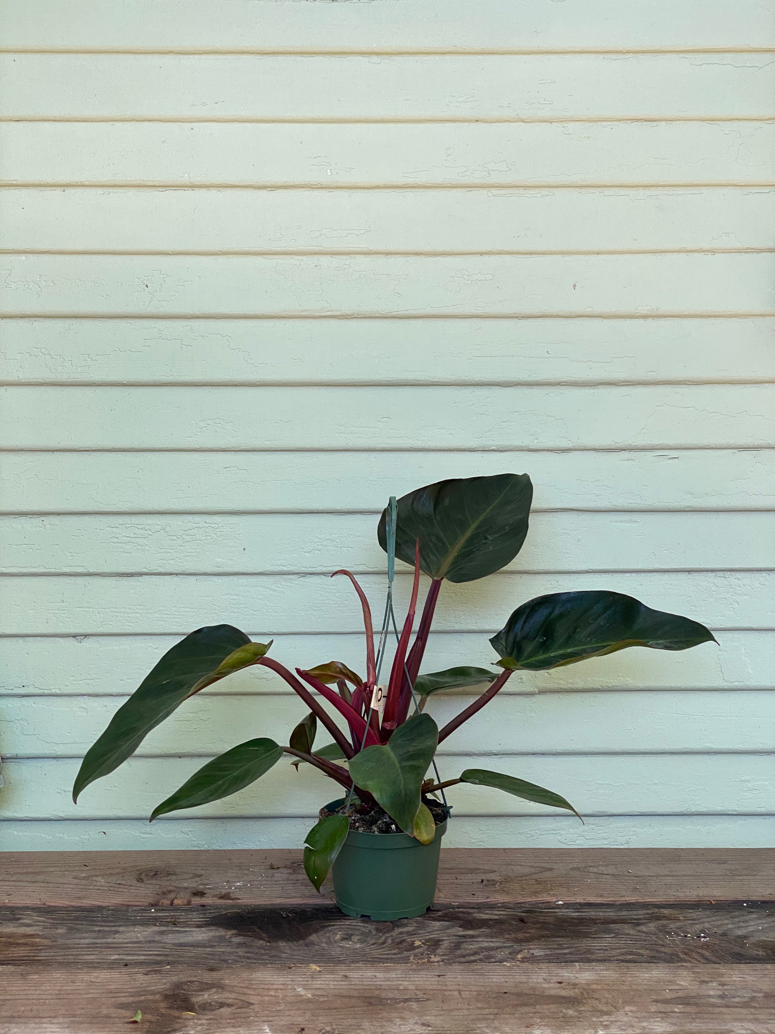 philodendron red congo care Philodendron Congo
